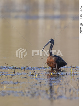 Glossy ibis wading in the calm shallow water Glossy ibis wading in the calm shallow water 138956529