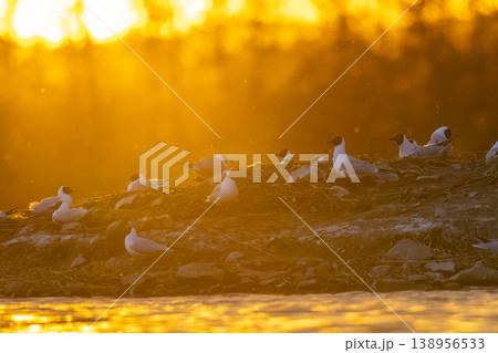 Black headed gulls nesting during golden sunrise in Razice Black headed gulls nesting during golden sunrise in Razice 138956533