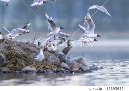 Great cormorant and black headed gulls flying over island Razice Great cormorant and black headed gulls flying over island Razice 138956534