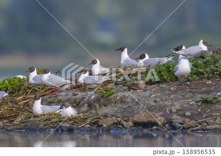 Black headed gulls nesting on muddy bank in Razice Black headed gulls nesting on muddy bank in Razice 138956535