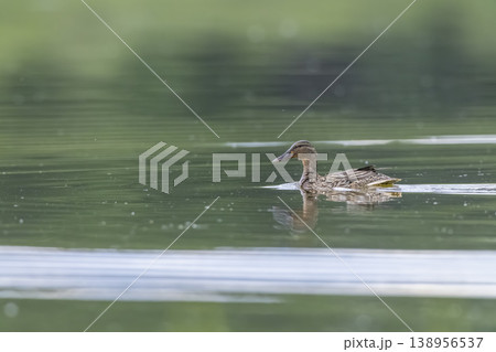 Duck swimming on water surface in Lomnice nad Luznici Duck swimming on water surface in Lomnice nad Luznici 138956537