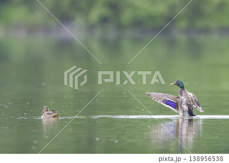 Mallard duck flapping wings on Lomnice nad Luznici pond Mallard duck flapping wings on Lomnice nad Luznici pond 138956538