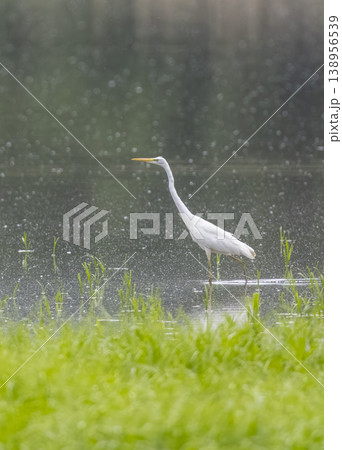 Great egret wading in pond during rain Great egret wading in pond during rain 138956539