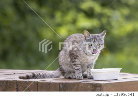 Tabby cat licking lips after eating outdoors Tabby cat licking lips after eating outdoors 138956541