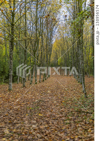 Autumn tree avenue with golden falling leaves Autumn tree avenue with golden falling leaves 138956574