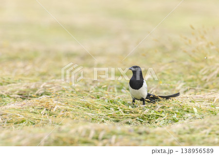 Eurasian magpie bird standing in a field in Haczow, Poland Eurasian magpie bird standing in a field in Haczow, Poland 138956589