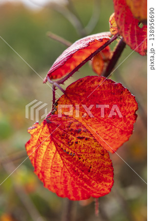 Autumn tree leaves showing vibrant red colors Autumn tree leaves showing vibrant red colors 138956690