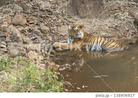 Male Bengal Tiger Resting in Waterhole During Hot Summer in Natural Habitat Bandhavgarh National Park, India 138956917