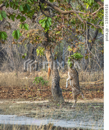 Spotted deer standing on hind legs feeding on tree leaves in dry forest, Bandhavgarh National Park, India 138956918
