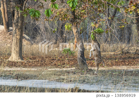 Chital deer browsing leaves from tree while standing upright in forest habitat, Bandhavgarh National Park, India 138956919