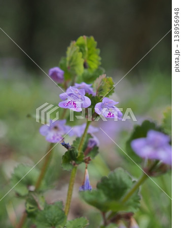 春の野花 春の野花 138956948