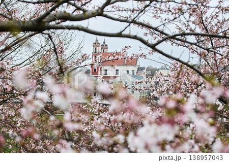 Cherry blossoms framing church of st. Philip and st. James Cherry blossoms framing church of st. Philip and st. James 138957043