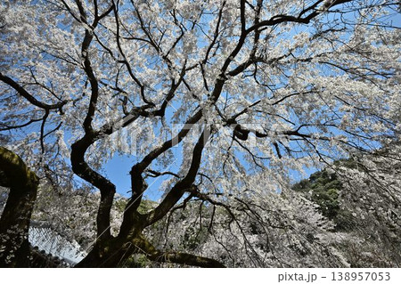 山中渓の歴史街道（熊野街道）脇　長谷山 地蔵院 地福寺のしだれ桜 138957053