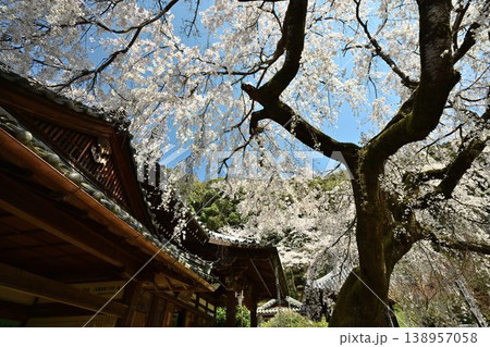 山中渓の歴史街道（熊野街道）脇　長谷山 地蔵院 地福寺のしだれ桜 138957058