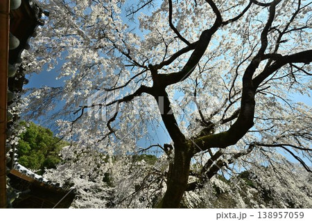 山中渓の歴史街道（熊野街道）脇　長谷山 地蔵院 地福寺のしだれ桜 138957059
