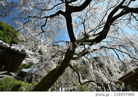 山中渓の歴史街道(熊野街道)脇 長谷山 地蔵院 地福寺のしだれ桜 山中渓の歴史街道(熊野街道)脇 長谷山 地蔵院 地福寺のしだれ桜 138957060