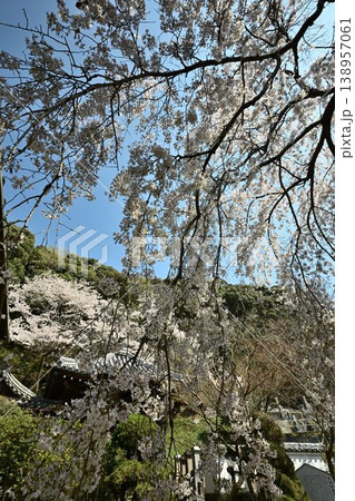 山中渓の歴史街道（熊野街道）脇　長谷山 地蔵院 地福寺のしだれ桜 138957061