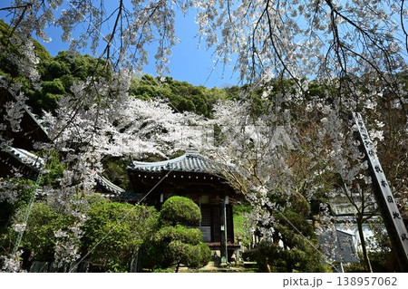 山中渓の歴史街道（熊野街道）脇　長谷山 地蔵院 地福寺のしだれ桜 138957062