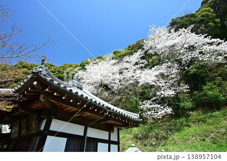 山中渓の歴史街道（熊野街道）脇　長谷山 地蔵院 地福寺のしだれ桜 138957104