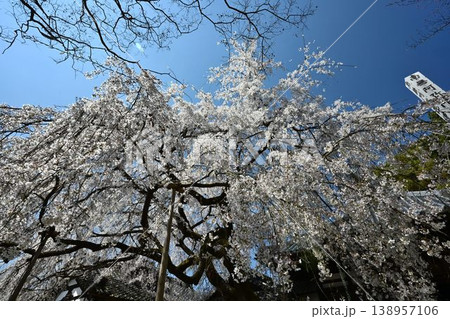 山中渓の歴史街道（熊野街道）脇　長谷山 地蔵院 地福寺のしだれ桜 138957106