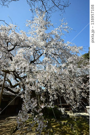 山中渓の歴史街道(熊野街道)脇 長谷山 地蔵院 地福寺のしだれ桜 山中渓の歴史街道(熊野街道)脇 長谷山 地蔵院 地福寺のしだれ桜 138957108