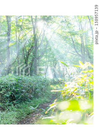 新緑の森に光芒が差し込む風景　大山鏡ヶ成 138957139