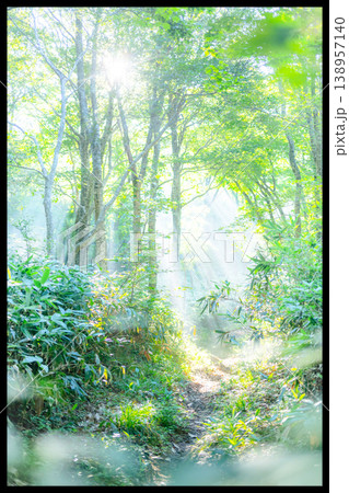 新緑の森に光芒が差し込む風景　大山鏡ヶ成 138957140