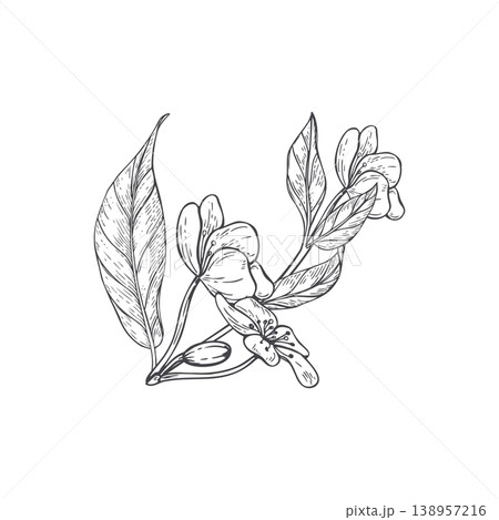 Hand drawn cherry blossom branch with flower and leaf monochrome vector illustration. Botanical sketch of spring bloom. Floral element for wedding invitation, coloring book and nature art. Hand drawn cherry blossom branch with flower and leaf monochrome vector illustration. Botanical sketch of spring bloom. Floral element for wedding invitation, coloring book and nature art. 138957216