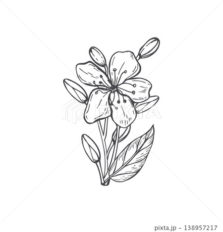 Black and white line drawing of Fruit tree flowering branch. Hand drawn cherry or plum blossom flower for design element, stationery, greeting card and wedding decor. Minimalist floral sketch art Black and white line drawing of Fruit tree flowering branch. Hand drawn cherry or plum blossom flower for design element, stationery, greeting card and wedding decor. Minimalist floral sketch art 138957217