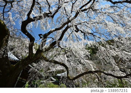 山中渓の歴史街道（熊野街道）脇　長谷山 地蔵院 地福寺のしだれ桜 138957231