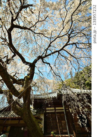 山中渓の歴史街道（熊野街道）脇　長谷山 地蔵院 地福寺のしだれ桜 138957232