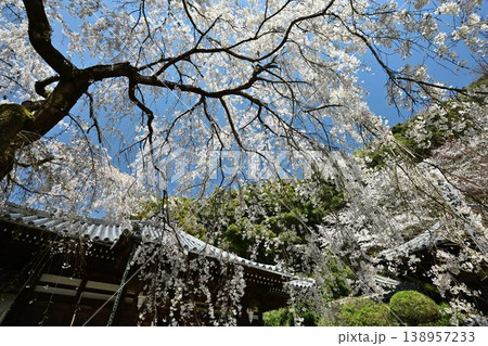 山中渓の歴史街道（熊野街道）脇　長谷山 地蔵院 地福寺のしだれ桜 138957233
