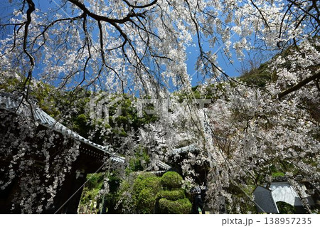 山中渓の歴史街道（熊野街道）脇　長谷山 地蔵院 地福寺のしだれ桜 138957235