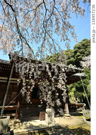 山中渓の歴史街道(熊野街道)脇 長谷山 地蔵院 地福寺のしだれ桜 山中渓の歴史街道(熊野街道)脇 長谷山 地蔵院 地福寺のしだれ桜 138957236