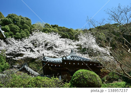 山中渓の歴史街道（熊野街道）脇　長谷山 地蔵院 地福寺のしだれ桜 138957237