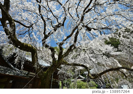 山中渓の歴史街道（熊野街道）脇　長谷山 地蔵院 地福寺のしだれ桜 138957264