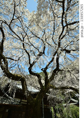 山中渓の歴史街道(熊野街道)脇 長谷山 地蔵院 地福寺のしだれ桜 山中渓の歴史街道(熊野街道)脇 長谷山 地蔵院 地福寺のしだれ桜 138957265