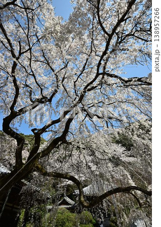 山中渓の歴史街道（熊野街道）脇　長谷山 地蔵院 地福寺のしだれ桜 138957266