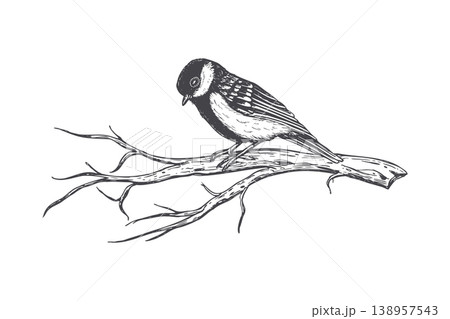 Small bird sitting on tree branch. Hand drawn illustration of chickadee perched on wood. Vintage sketch style animal drawing for nature design, forest wildlife art and garden decor. Small bird sitting on tree branch. Hand drawn illustration of chickadee perched on wood. Vintage sketch style animal drawing for nature design, forest wildlife art and garden decor. 138957543