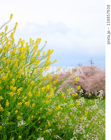 川原の桜と菜の花とハマダイコンの花 138957638