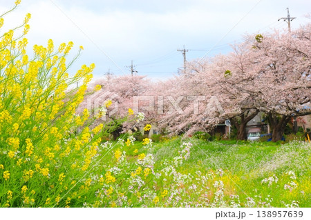 川原の桜と菜の花とハマダイコンの花 138957639