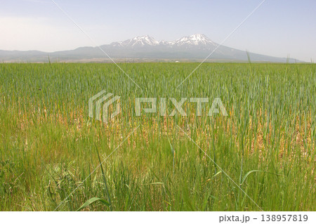 Mount Hasan Volcano Cappadocia Landscape. Majestic snow-capped Mount Hasan peaks over green spring fields in Cappadocia, Turkey. 138957819