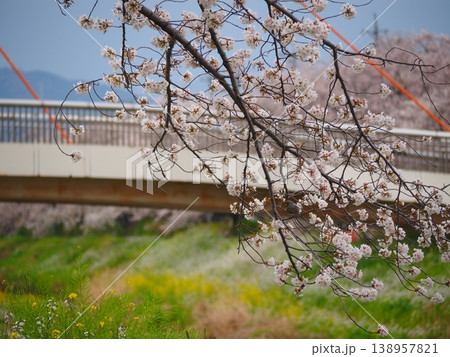 桜と菜の花と橋 桜と菜の花と橋 138957821