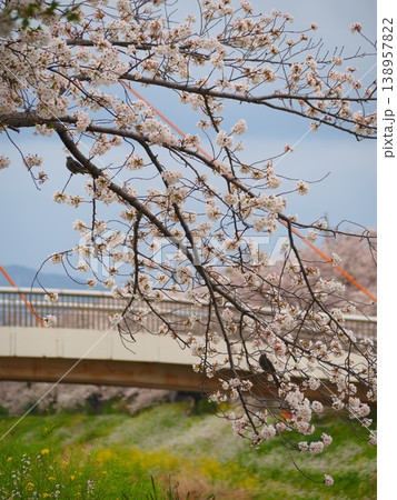 桜と菜の花と橋 138957822