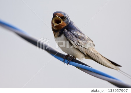 ツバメ swallow / Japan ツバメ swallow / Japan 138957907