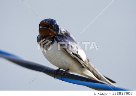 ツバメ swallow / Japan 138957909