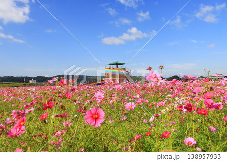 福岡県田川郡のおうとう桜街道花公園コスモスと展望テラス 福岡県田川郡のおうとう桜街道花公園コスモスと展望テラス 138957933