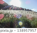 人気観光スポット英彦山鷹巣原高原の太陽光で輝くススキ 138957957