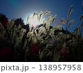 太陽光で輝きキラキラ光る群生した白いススキの穂 138957958
