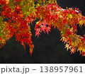 真っ赤に紅葉した鮮やかなモミジの木 138957961